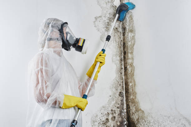 Best Commercial Mold Remediation in Brewton, AL