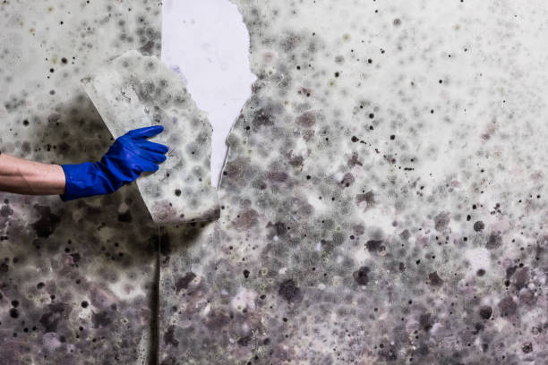 Reliable Brewton, AL Mold Remediation Solutions